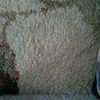 davis_anna